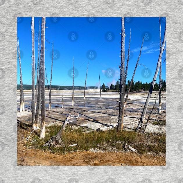 Dead Trees on the Geyser by EdenLiving